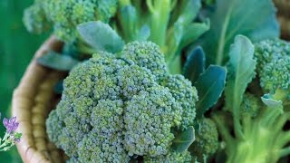 How to Plant Broccoli