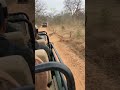 Wild Encounter: Tiger Attacks Deer and Surprises Safari Jeep in India 🐅