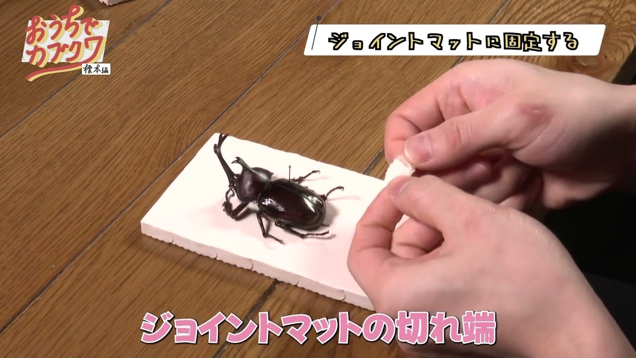 初心者向け】カブクワの標本作り（BUNBUN） - YouTube