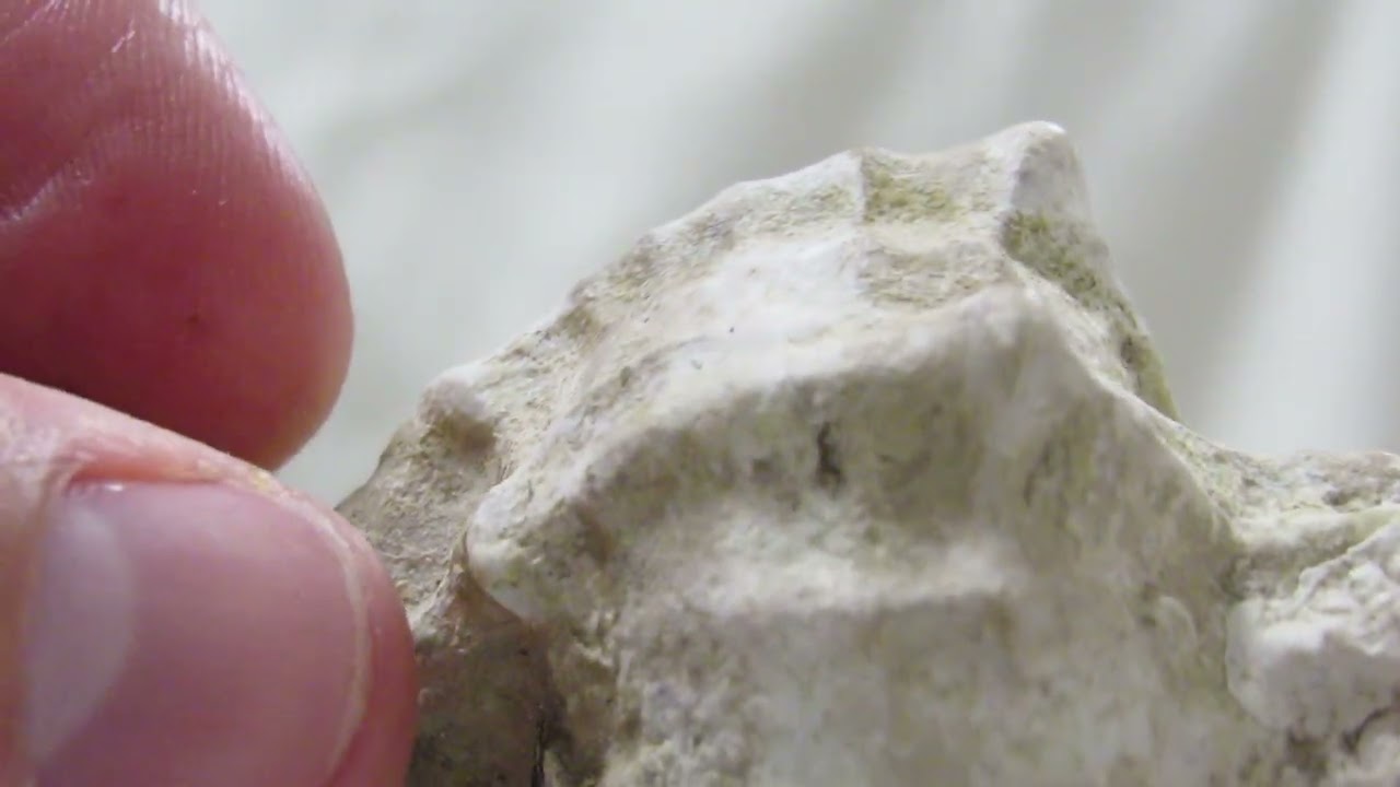 Domeh L'Yam  - Waves of the Murex Trunculus shell