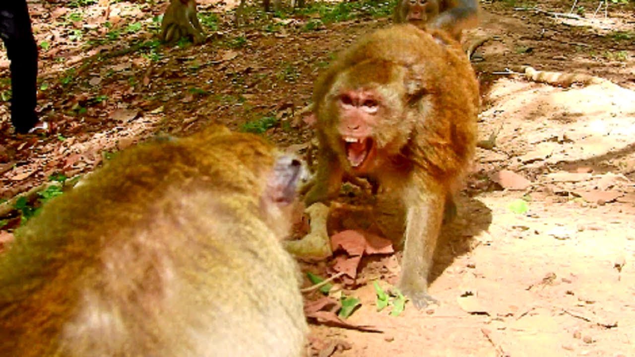 Horrible Video !! Bravo Daisy Fight Luki  Seriously, Monkey Attack Cruelty, Why Monkey Like This?