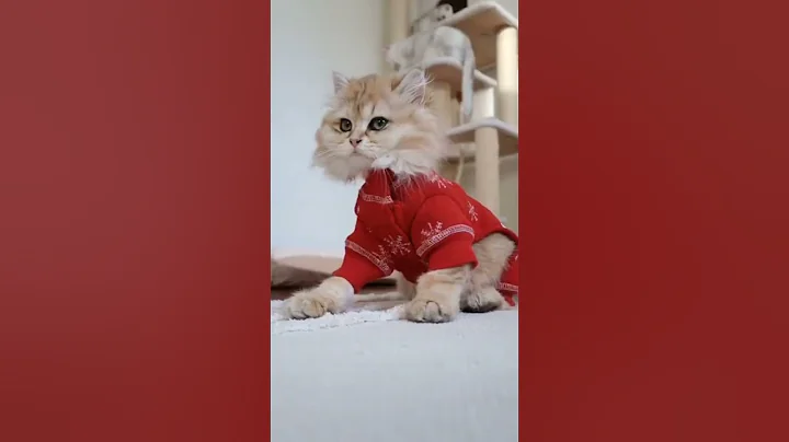 Video 10940921: golden british longhair cat