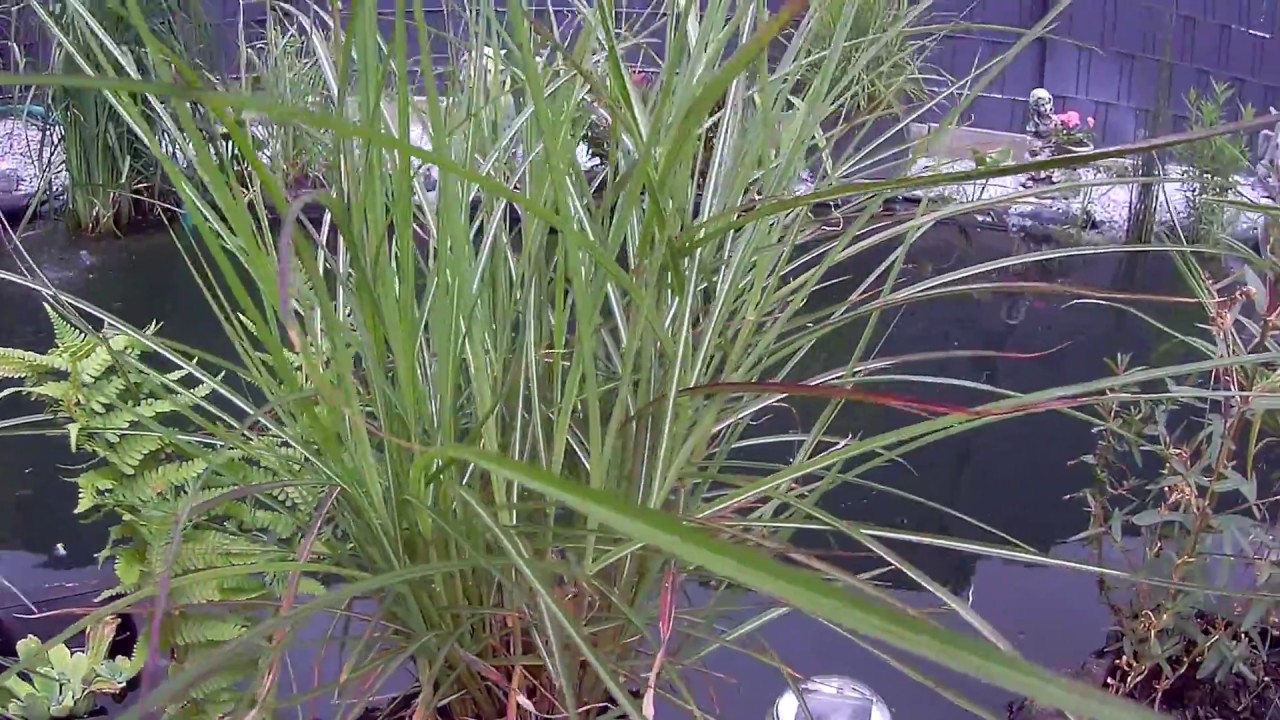 Bepflanzung am Koi Teich Jeder wie er es Mag... 002 YouTube