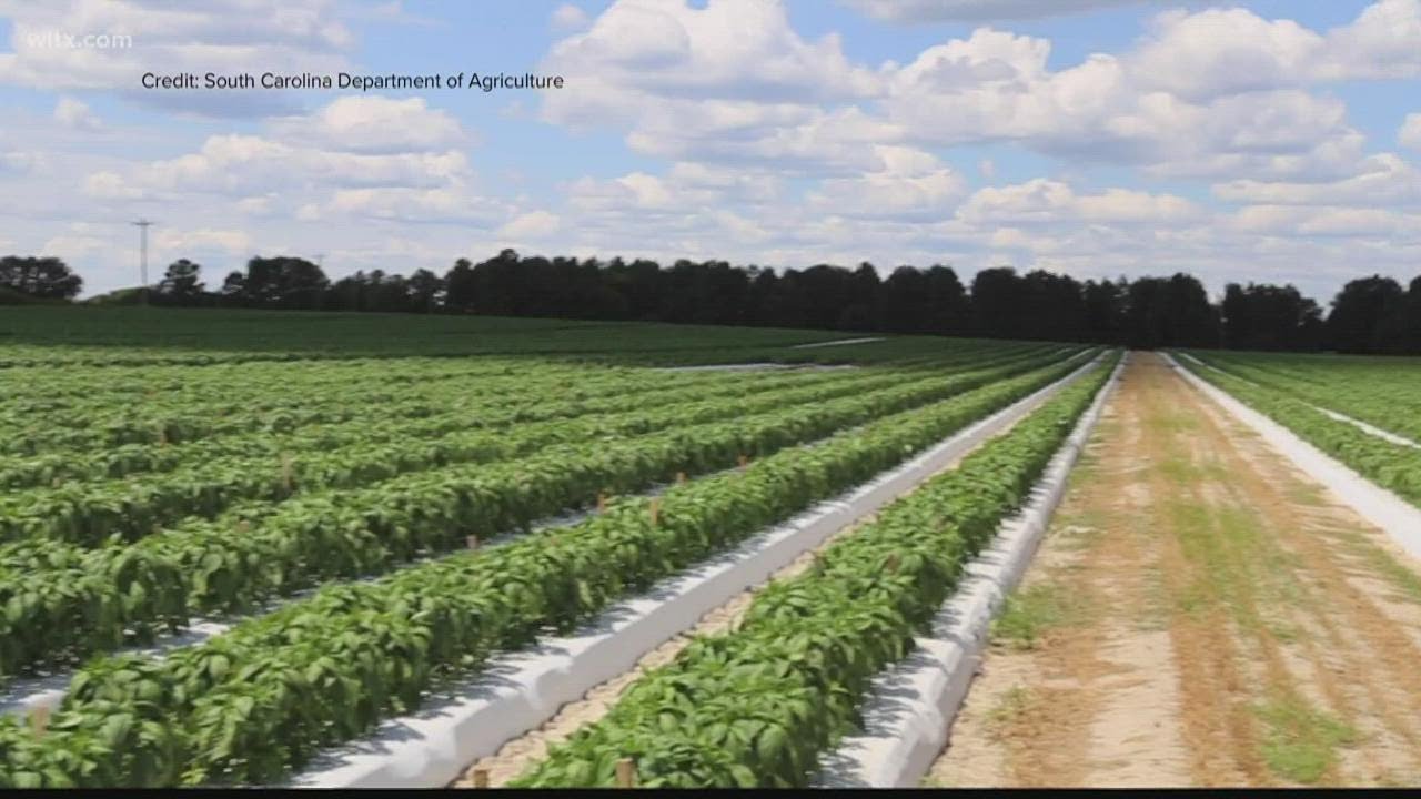 Farmers in South Carolina says this Spring's growing season is