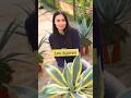 L'Agave Americana 🌵