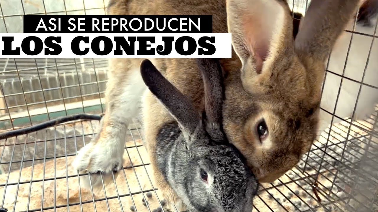 Reproducción de conejos, cuánto se demora la gestacion de los conejos?