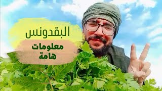 هذه أهم فوائد البقدونس أو المعدونس أو كما يطلق عليه في المغرب كرفس || فيديوجديد من سلسلة محتوى زراعي