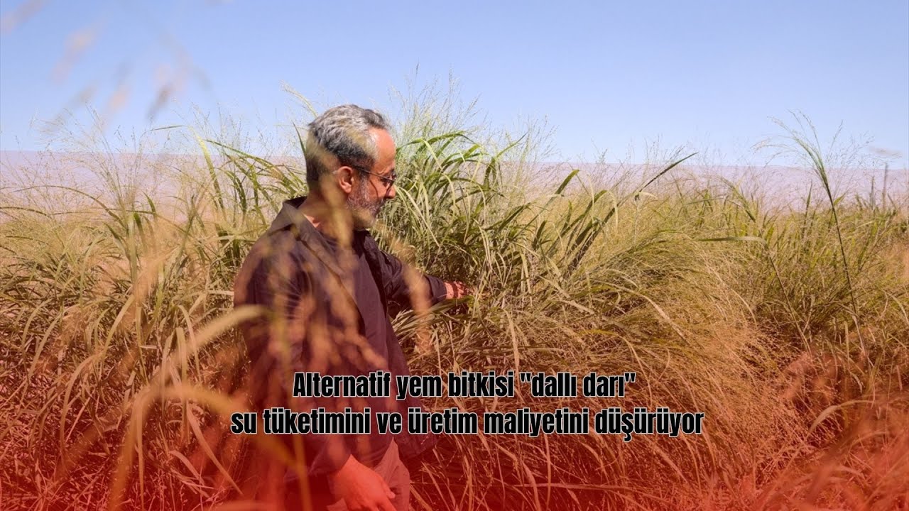 Alternatif yem bitkisi 