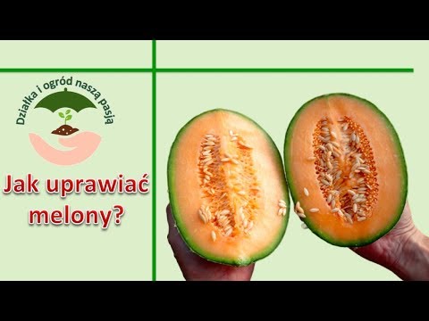 Wideo: Czy Powinieneś Wyrzucić Nasiona Melona?