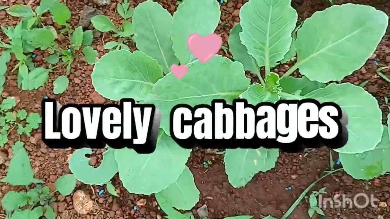 Two days away, and the garden looks amazing. Harvested some lettuce, Jesus is my provider. Nature#