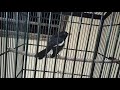 Terapi Burung Kacer Poci Ngriwik Agar Cepat Bunyi Burung Bakalan Mp3 - Mp4 Download