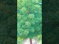 Nature #nature#naturelovers #naturephotography #naturesounds#clouds #rain #shorts #song#trees#views