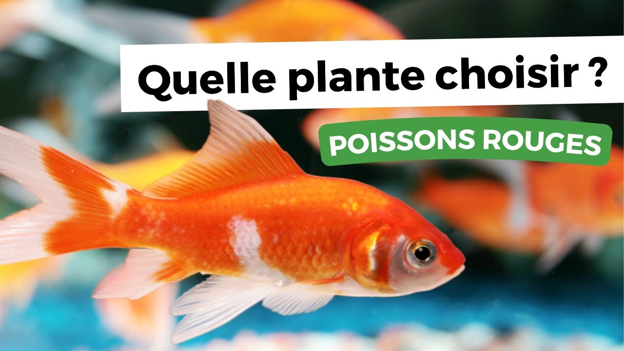 LE GUIDE ULTIME DES PLANTES POUR POISSONS ROUGES !