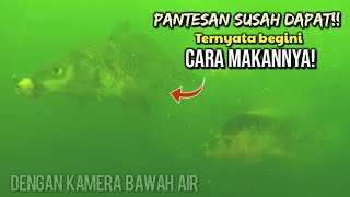 Pantesan sering zonk! Ternyata begini cara ikan mas kecil makan umpan dalam air