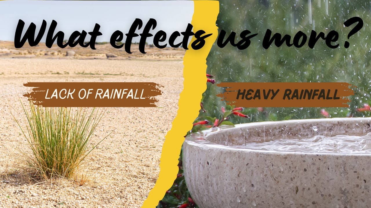 What affects us more: Extreme or Lack of Rainfall?  | Climate Change |  CCN News