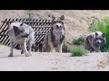 مسلسل كوري أكشن وكلاء الأميرة مسلسل كوري أكشن وكلاء الأميرة