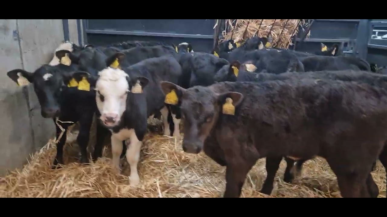 12 Super Aberdeen Angus & Hereford bull calves for sale 