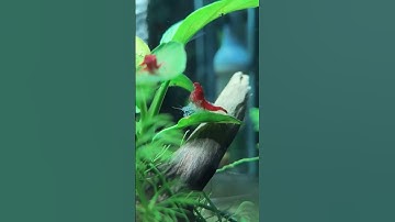 Quá Trình Lột Vỏ Của Tép Cảnh - Tìm Hiểu Chi Tiết