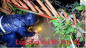 524 | Cắm câu cá lóc những ngày mưa bão P1 | Fishing