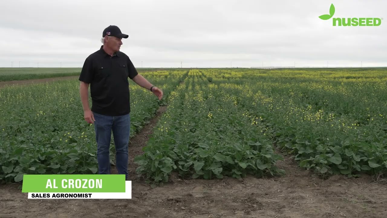 Nuseed U.S & Canada - NC355 TF Canola Hybrid