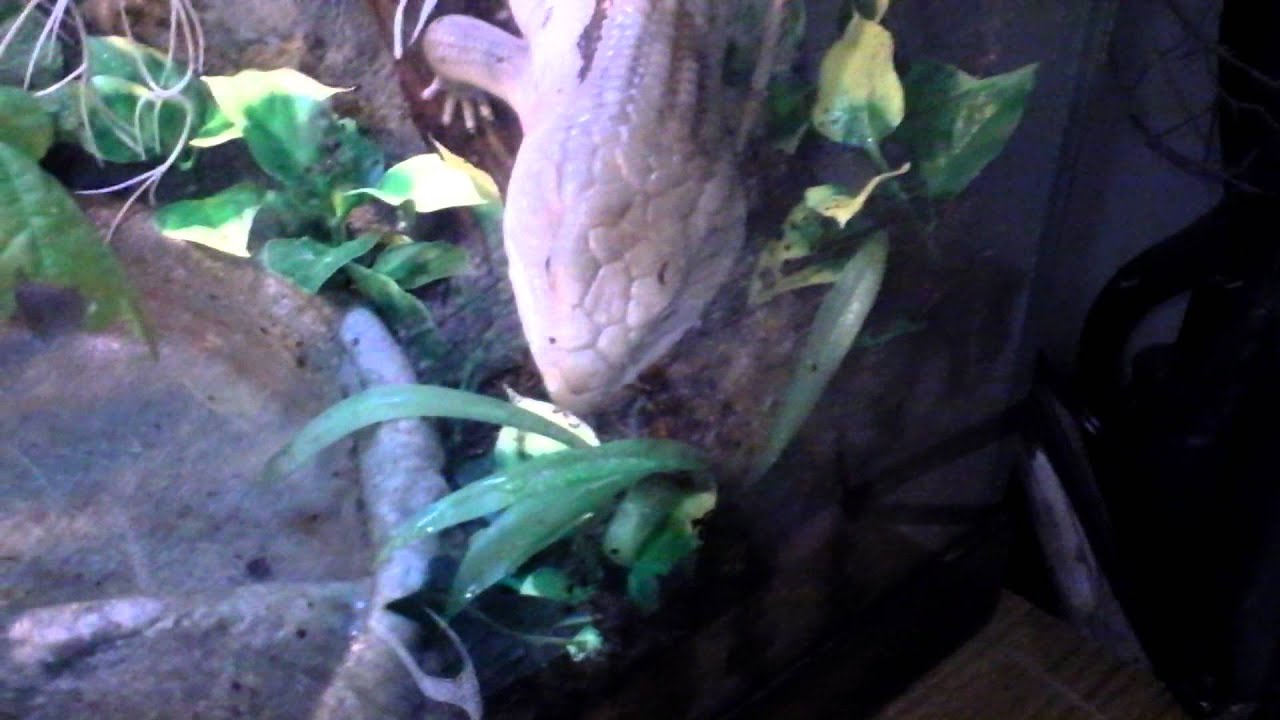 Blue Tongue Skink setup2 (real plants) YouTube