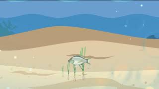Seagrass Animation