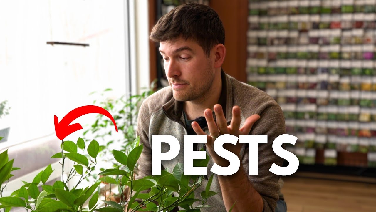 How to Completely Control PESTS on Indoors Plants SIMPLE and ORGANIC
