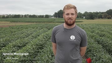Different soybean maturity groups