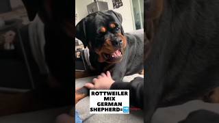 German shepherd dog mix Rottweiler Dog 🥵🔥 #shorts #dog #dogs #crossbreed