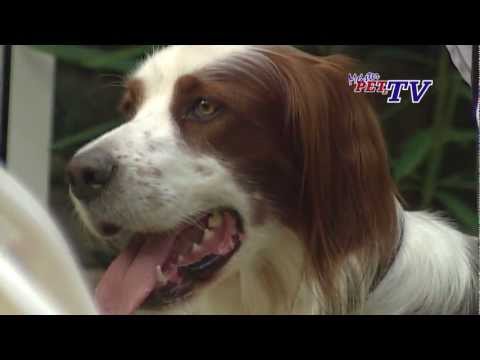 Video: Irish Red And White Setter Hunderasse Hypoallergen, Gesundheit Und Lebensdauer