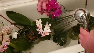 Последняя обработка орхидей от вредителей доступным препаратом для всех! Видеодневник#Препарат БАРС☝