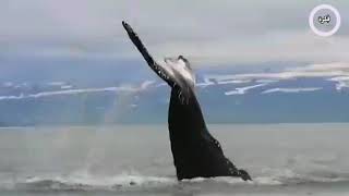 الحيتان الزرقاء:أحد أساليب الدفاع عن النفس لدى.Blue whales: one of the methods of self-defense ?