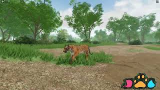 Female Bengal Tiger | Royal Reserve | Roblox | Upcoming Animal Survival Game on Roblox