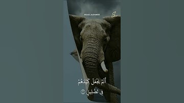 الشيخ سعد الغامدي / سورة الفيل 🌺