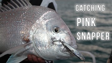 Pink Snapper on Lures with Halco