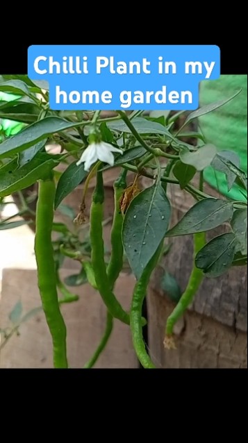 Chilli Plant in My Home Garden #chilli #plants #chilli #plants # ...