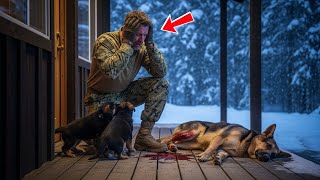 An Injured Mother Dog Chose a Navy SEAL’s Cabin—What He Did Next Shocked Everyone