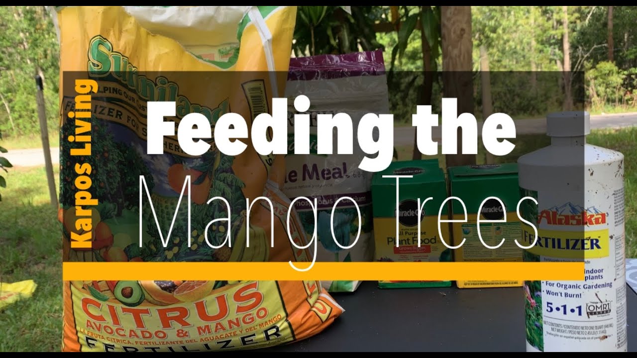 What to Feed your Mango Trees 