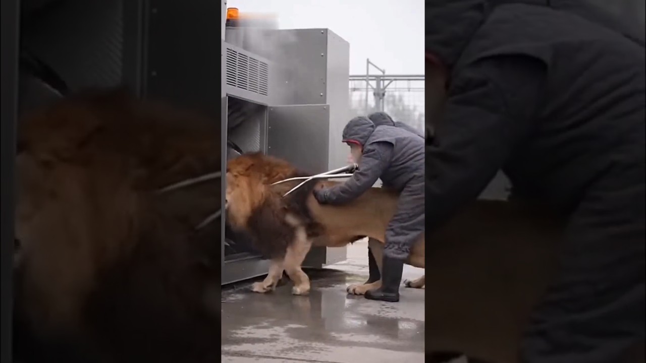 When technology advances in meat production…