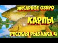 русская рыбалка 4 - Карп Янтарное озеро - рр4 фарм Алексей Майоров russian fishing 4