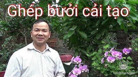 Cách ghép cây bưởi cải tạo