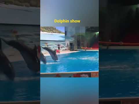 Dubai Dolphinarium | Dolphin Show | ##travel #dubai #explore #fun #amazing #2022 #shorts