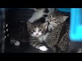 24 Hours to Rescue Kittens From an Abandoned Hospital