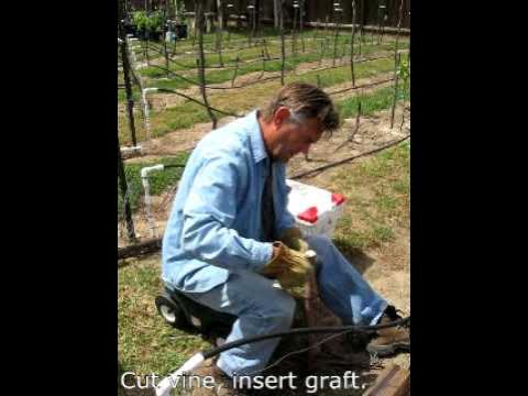 Master the Art of Grafting Grape Vines with Wax