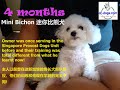 4 months old mini bichon  barking dog toilet training biting  puppy problems solving