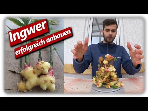 Ingwer erfolgreich anbauen | Anzucht bis Ernte in Deutschland