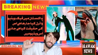 Orcas Trainer Jessica Radcliffe Death Video Gone Viral Orcas Trainer Death Real Or Fack