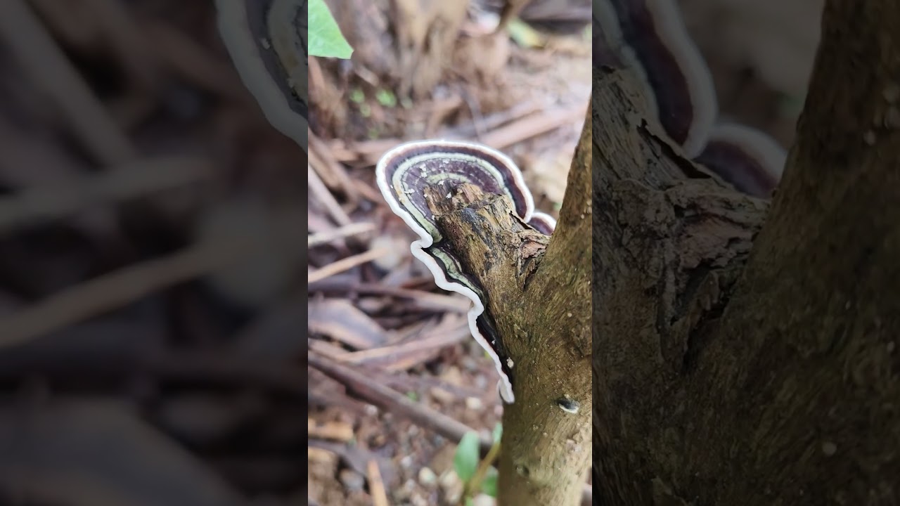 Милый черно-белый гриб