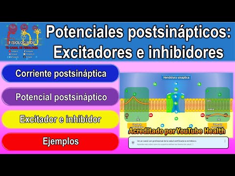 Video: ¿Qué es un potencial postsináptico excitatorio?