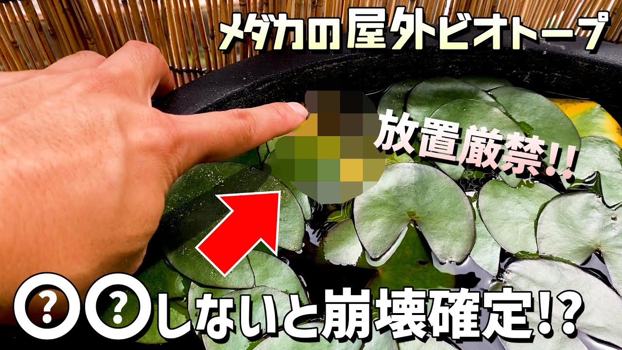 メダカの屋外ビオトープで絶対に放置してはいけないたった1つのこと